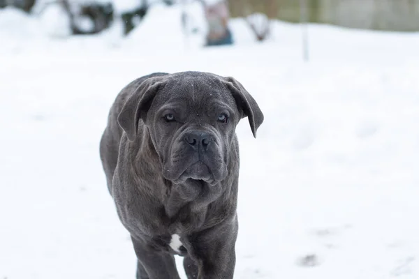 Närbild Porträtt Cane Corso Valp Sex Månad Vintern Utomhus — Stockfoto