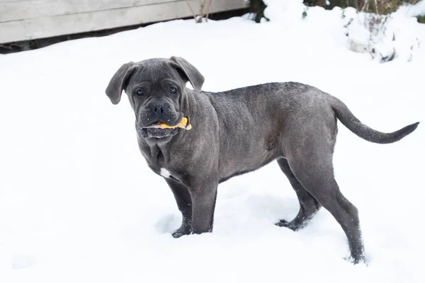 Jogando Cachorro Corso Cana Seis Meses Com Inverno Brinquedo Livre — Fotografia de Stock