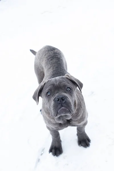 Detailní portrét štěně cane corso šestiměsíční — Stock fotografie