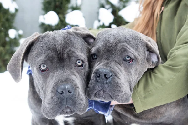 Dois filhotes de cachorro bonito cana corso seis meses — Fotografia de Stock