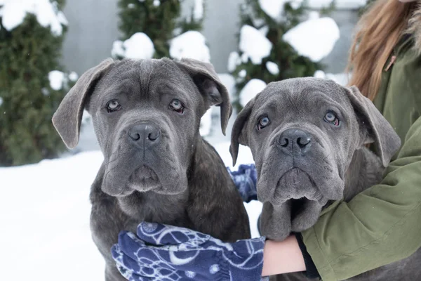 Dois filhotes de cachorro bonito cana corso seis meses — Fotografia de Stock