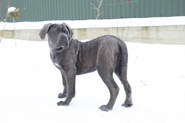 Cane corso pes štěně stojí zimní zase zpět — Stock fotografie