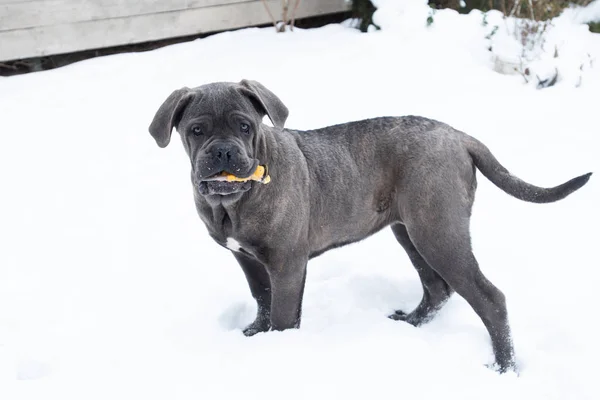 Playing One Six Month Cane Corso Puppy Toy Winter Outdoor Royalty Free Stock Photos