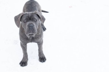Kış köpek gri cane corso açık duran