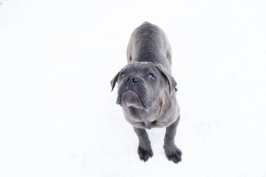 Kış köpek gri cane corso açık duran