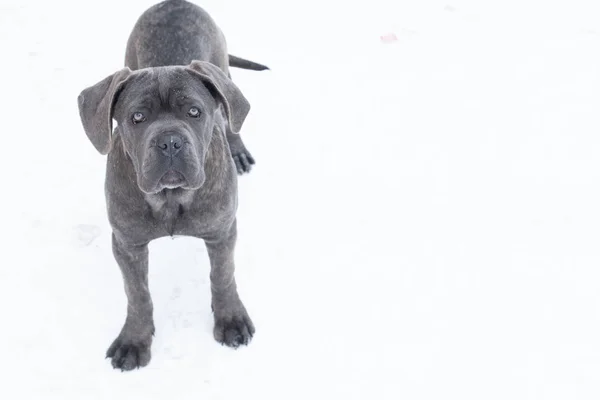 De pé ao ar livre no inverno cão cinza cana corso — Fotografia de Stock