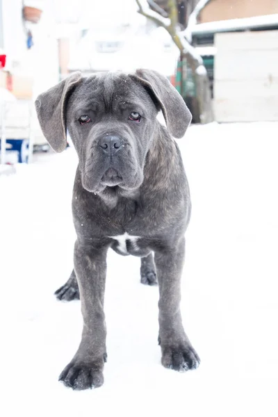 De pé ao ar livre no inverno cão cinza cana corso — Fotografia de Stock