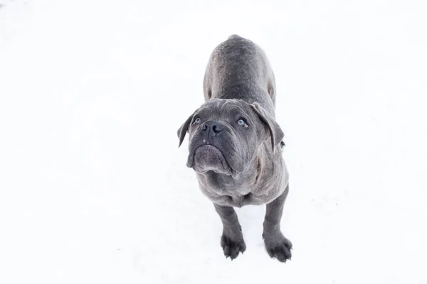 Debout en plein air en hiver chien gris canne corso — Photo