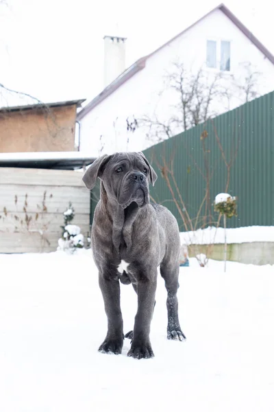 Stehen im Freien im Winter Hund grauen Stock Corso — Stockfoto