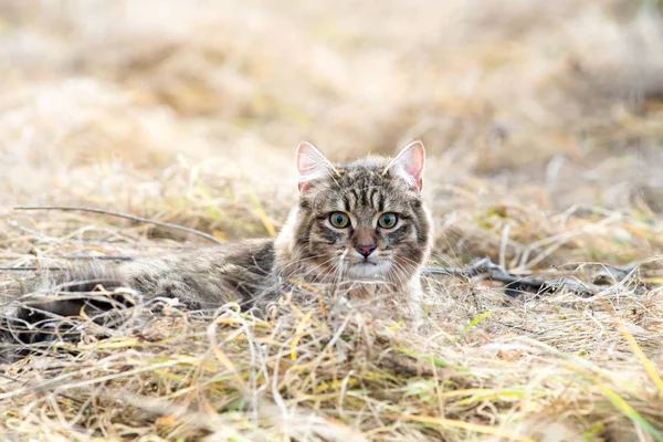Smíšené plemeno kočka venkovní pole trávy suchý nadýchaný — Stock fotografie