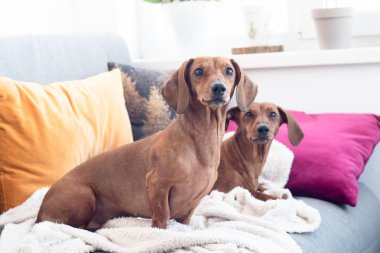 Kanepe cusions ve ekose rahat ev kapalı iki dachshund köpekler
