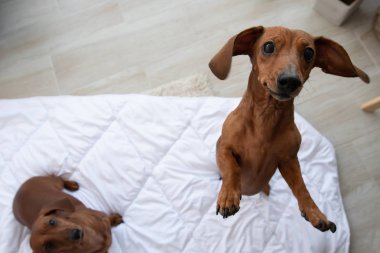 İki sevimli dachshund beyaz battaniye üzerinde oturur ve kopya alanı ve bir atlar ile kameraya bakıyor