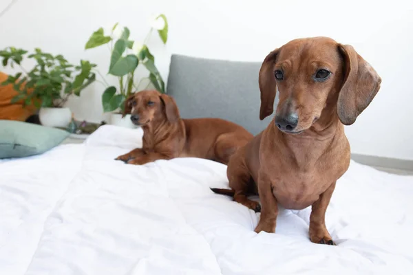 Dachshunds on white bad in room with plants one on front and other background with copy space