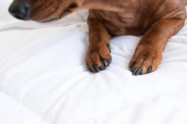 Patas Dachshund Cama Linho Branco Parte Nariz Cópia Espaço Fundo — Fotografia de Stock