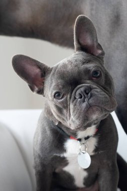 Sevimli fransız bulldog portre stüdyoda kameraya bakarak