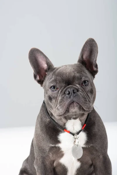 Imádnivaló Francia Bulldog arckép látszó-on fényképezőgép-on Műterem — Stock Fotó