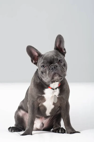 Adorable french bulldog portrait looking at camera at studio — Stock Photo, Image