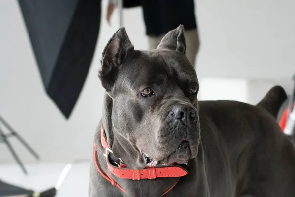 Cane Corso pies szary kolor w Studio fotograficzne — Zdjęcie stockowe