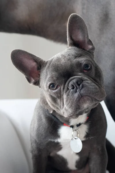 Imádnivaló Francia Bulldog arckép látszó-on fényképezőgép-on Műterem — Stock Fotó