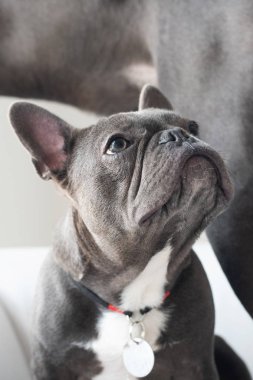 Stüdyoda Fransız bulldog portre yukarı bakıyor