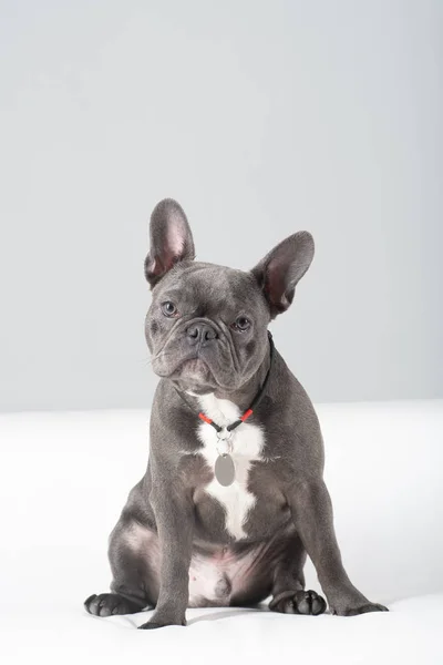 Bulldog francés retrato en estudio sentado divertido posando —  Fotos de Stock