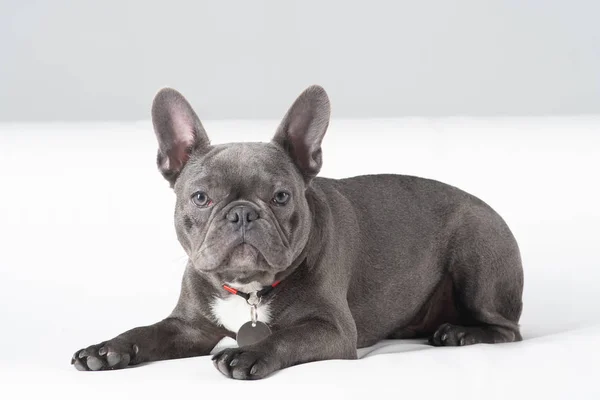 Franska Bulldog porträtt i studion liggande på vit soffa — Stockfoto