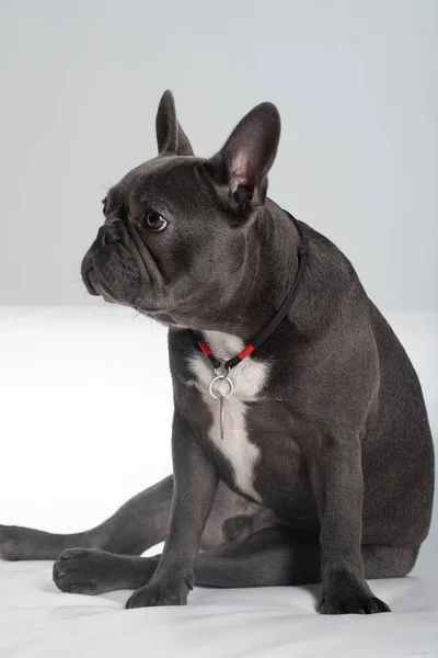 Bulldog francés retrato en estudio sentado divertido posando —  Fotos de Stock