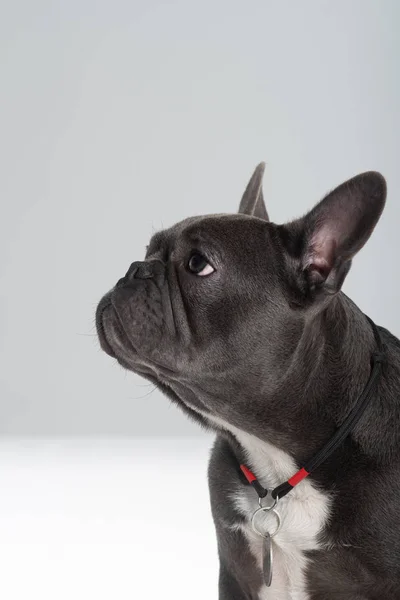 French bulldog portrait in studio enjoing posing at profile — Stock Photo, Image
