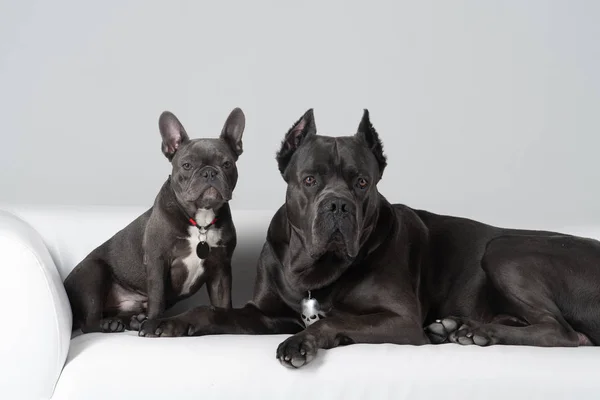 Cane Corso Italiano a francouzští přátelé Bulldogů na bílé kožené pohovce — Stock fotografie