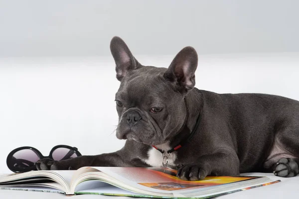 Franse Bulldog portret in Studio met boek — Stockfoto