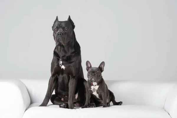 Cane Corso Italiano i francuski Bulldog przyjaciele w Studio — Zdjęcie stockowe