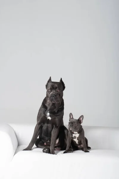 Cane corso amigos bulldog italiano y francés en sofá de cuero blanco —  Fotos de Stock