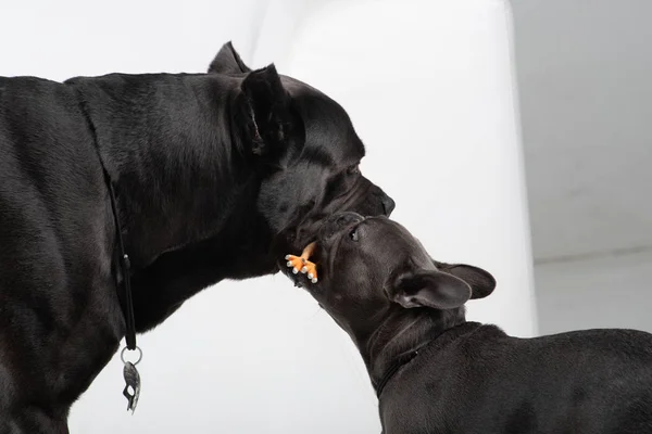 Zuckerrohr corso italiano und französische Bulldogge spielen mit Spielzeug — Stockfoto