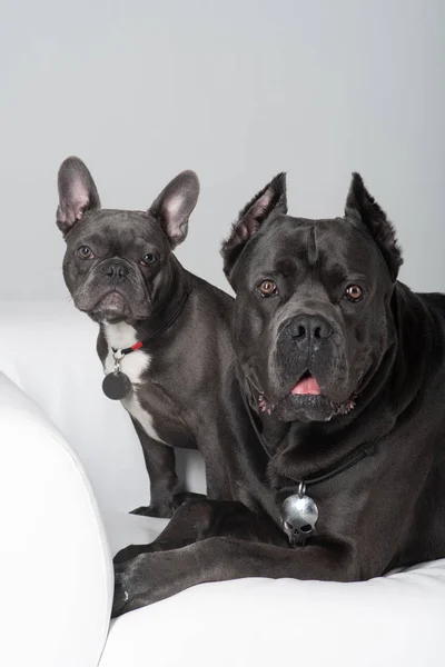 Cane Corso Italiano i francuski Bulldog przyjaciele w Studio — Zdjęcie stockowe