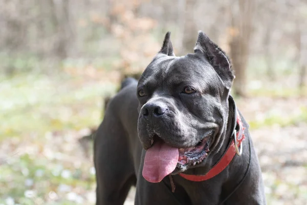Cane corso italiano walking outdoor portrait in forest — Stock Photo, Image