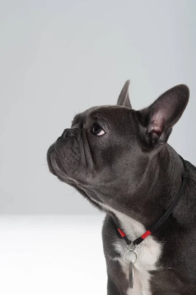 Französische Bulldogge porträtiert im Studio und posiert im Profil Stockbild