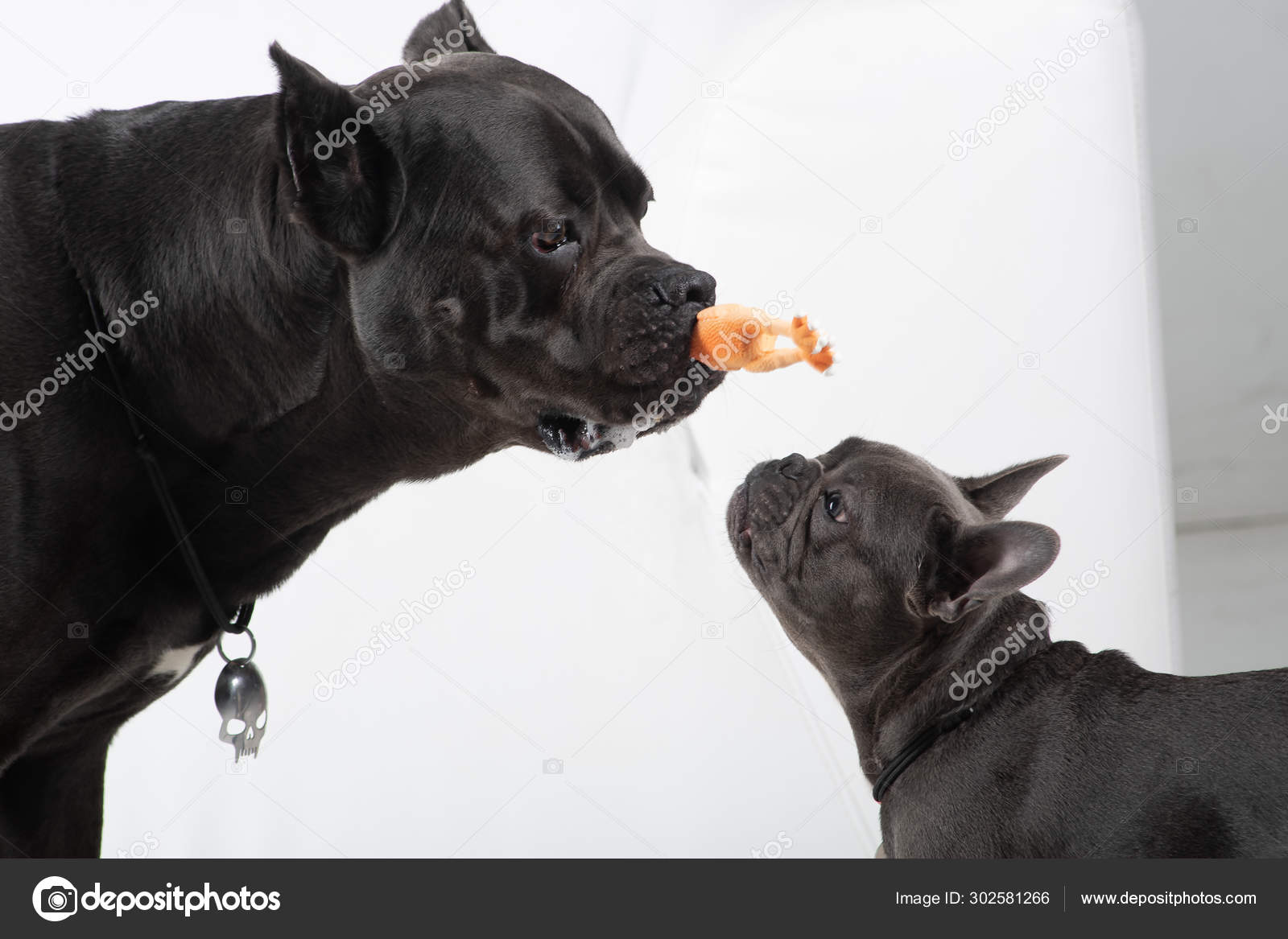Playing cane corso and french bulldog on white background Stock Photo