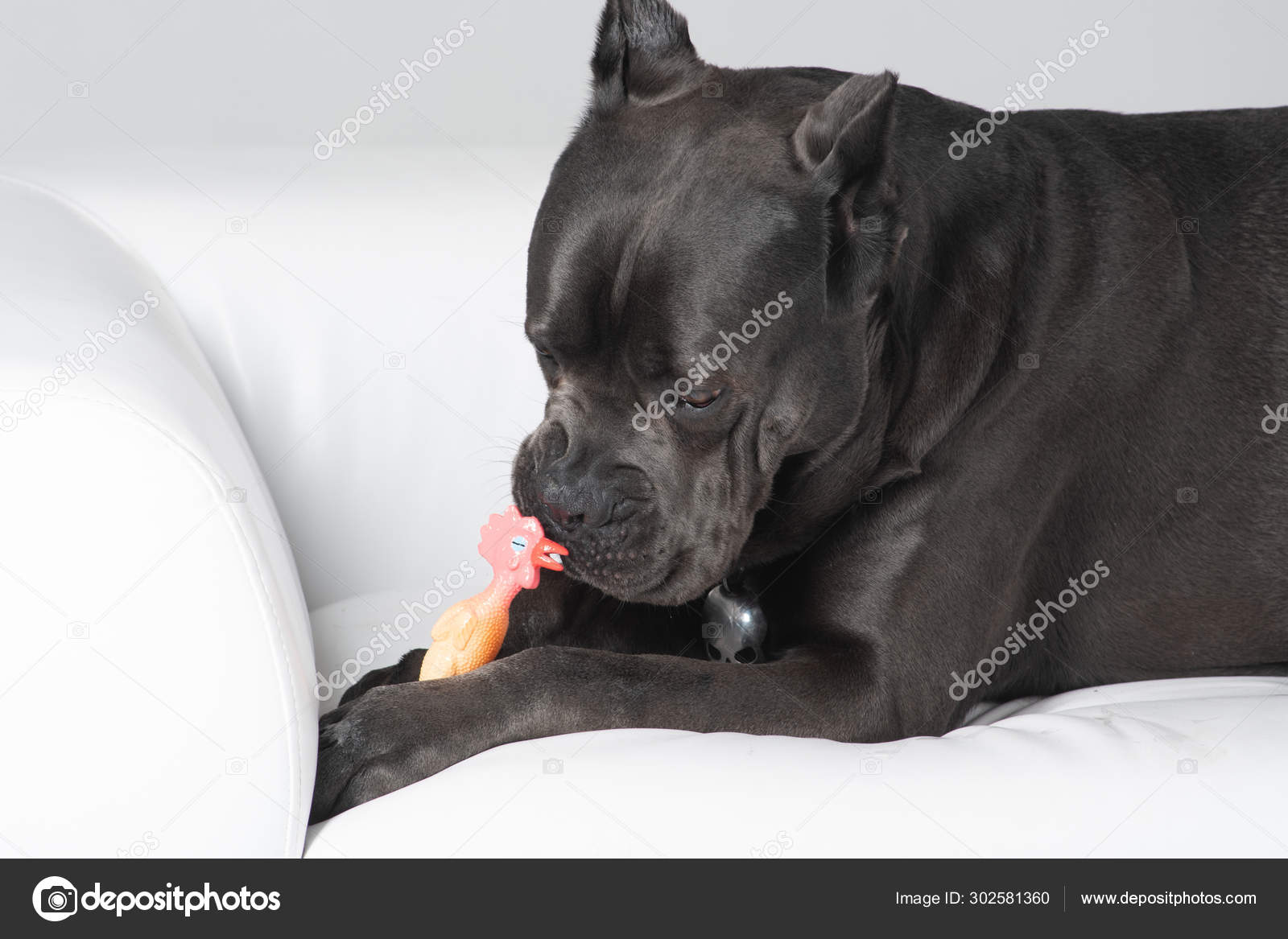 Cane Corso Italiano Lying On White Sofa With Toy Stock