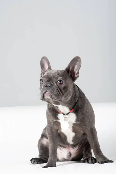 Francia Bulldog portré stúdióban fehér háttér — Stock Fotó