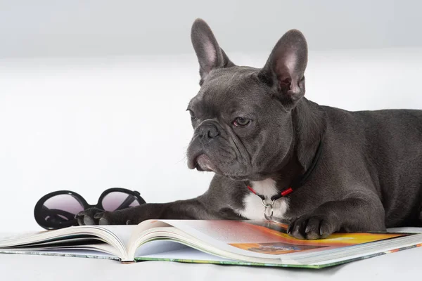 Retrato bulldog francés leyendo un libro en sofá — Foto de Stock