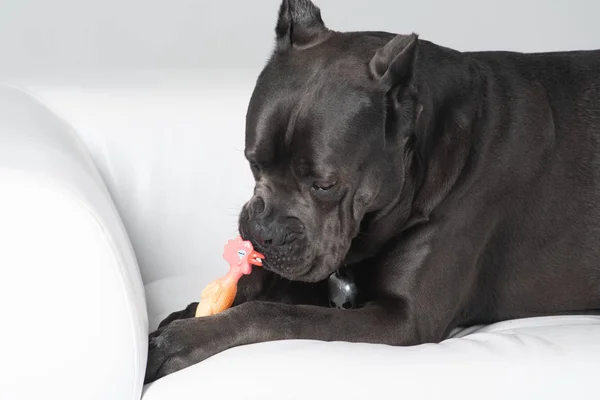 Cane Corso Italiano ležící na bílé pohovce s hračkou — Stock fotografie