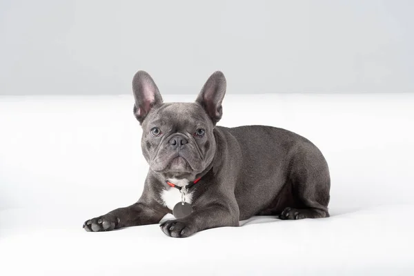 Francia Bulldog portré stúdióban fehér háttér Stock Kép