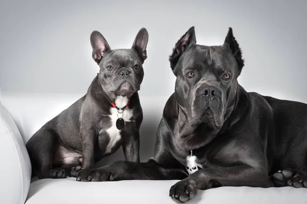 Korso italienischer und französischer Bulldoggen auf weißem Ledersofa Stockfoto