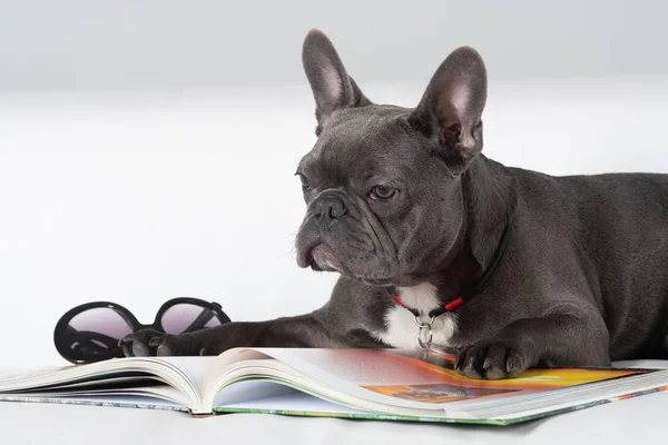 Französische Bulldogge liest ein Buch auf dem Sofa Stockfoto