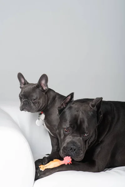 Zuckerrohrkorso und französische Bulldogge auf weißem Hintergrund lizenzfreie Stockfotos