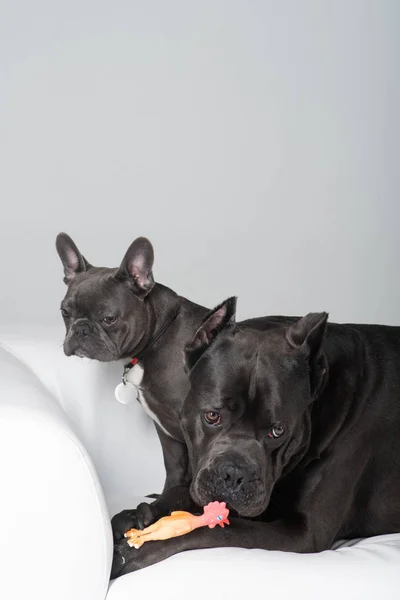 Playing cane corso and french bulldog on white background Royalty Free Stock Photos