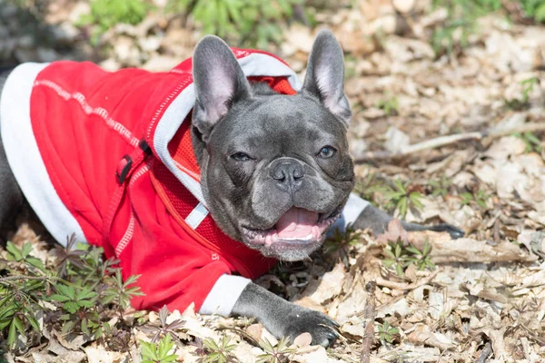 Happy french bulldog puppy outdoor playing in forest Stock Picture