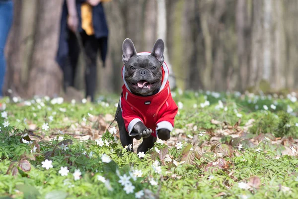 Happy french bulldog puppy outdoor playing in forest Royalty Free Stock Photos