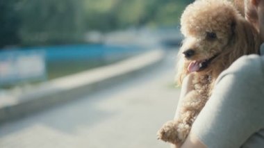 Genç kadın ile onun köpek park. Ağır çekim.