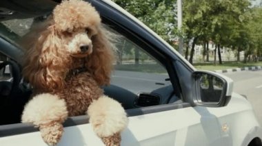 Komik köpek araba pencereden görünüyor. Ağır çekim.
